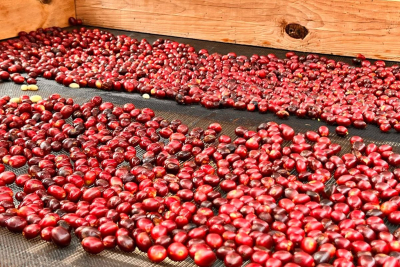 História kávy – od legendy až po globálny fenomén