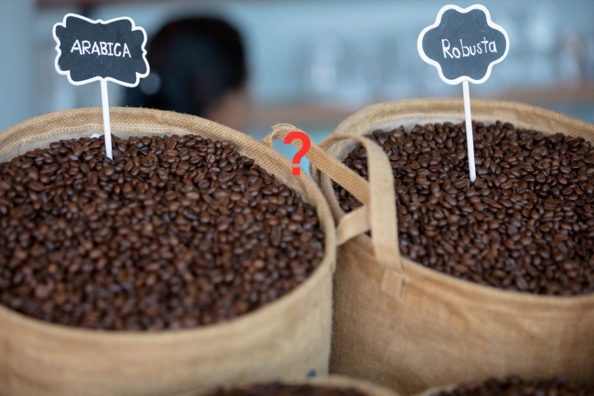 Arabika vs. robusta bez mýtov: aký rozdiel spoznáte v šálke?